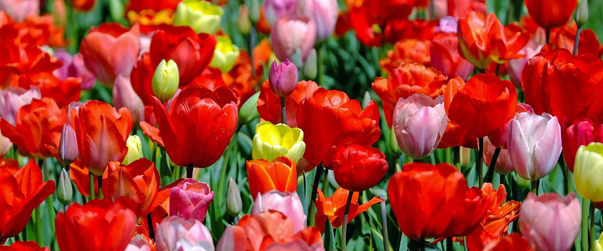 Kolorowe tulipany